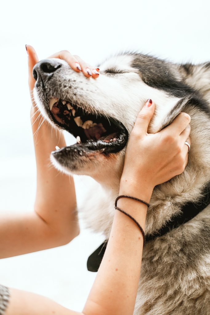 Naturaleza y características del Perro de intervención