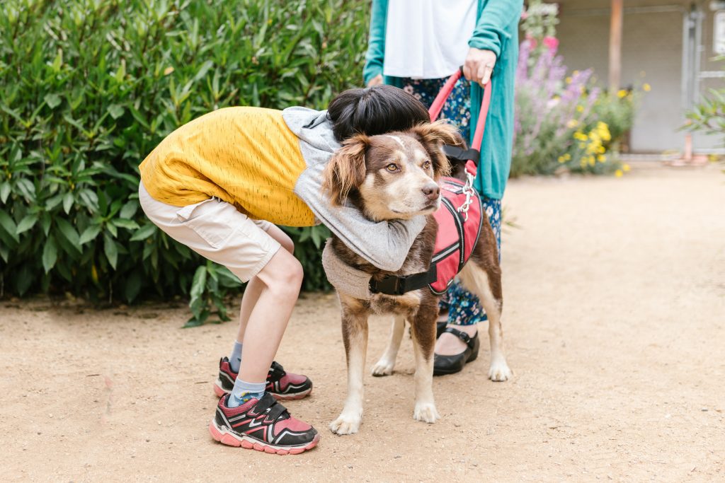 cursos de intervención con perros
