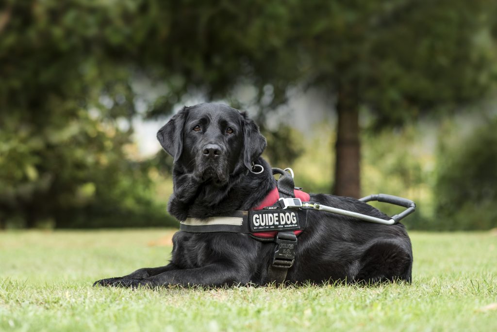 Razas más comunes para perros de intervención
