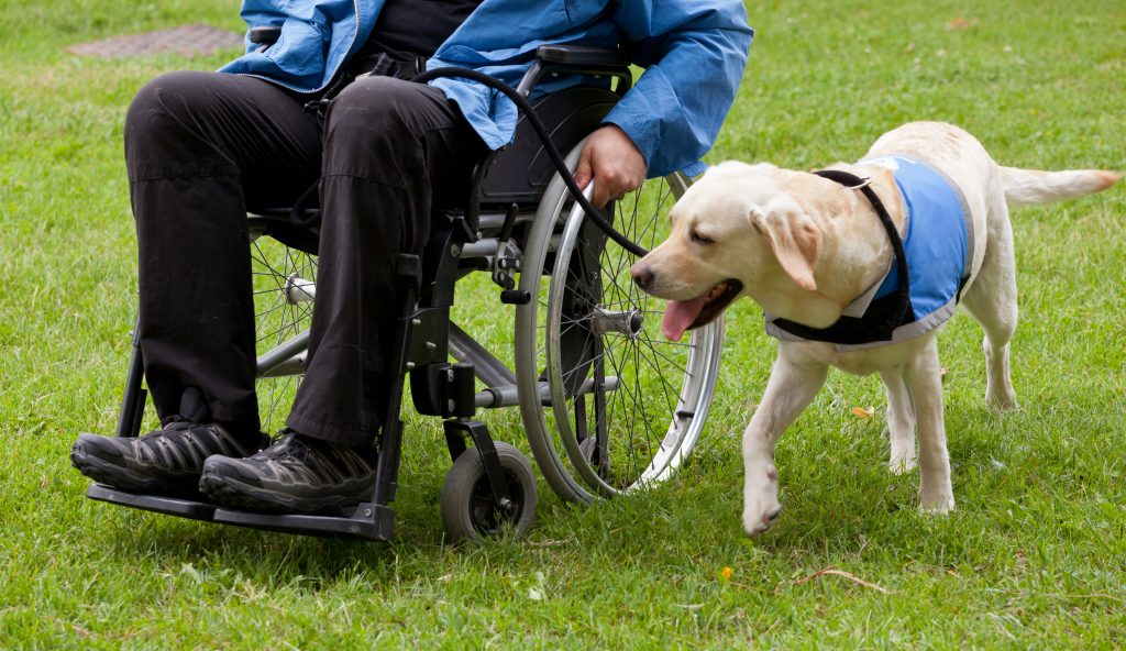 Cursos de guía canino en Andalucía
