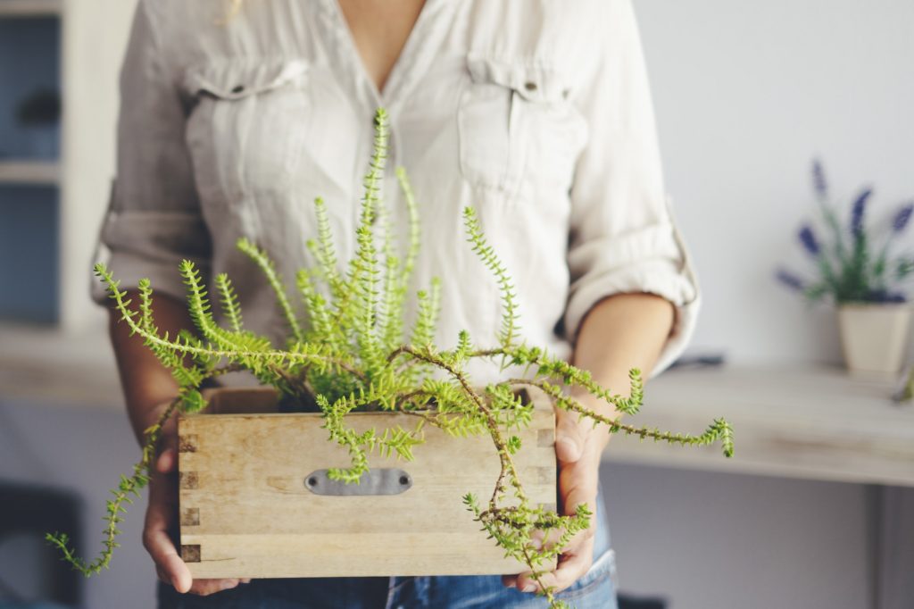 Close up of mid section woman holding green plant at home with living room in background.