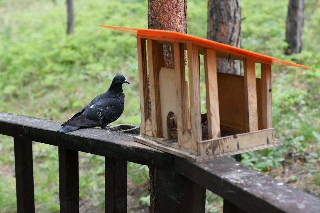 pigeon home feeding station woods nature bird life biodiversity birds